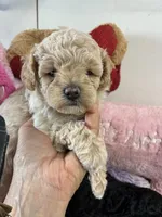 Butterball , a male Shihpoo for sale in Concordia, KS – 4 of 8