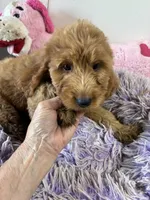 Goldilocks , a female Goldendoodle for sale in Concordia, KS – 3 of 3