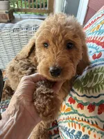 Precious Paris, a female Goldendoodle for sale in Concordia, KS – 1 of 4