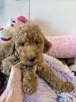 Ready to Go Pebbles , a female Goldendoodle for sale in Concordia, KS – 4 of 4