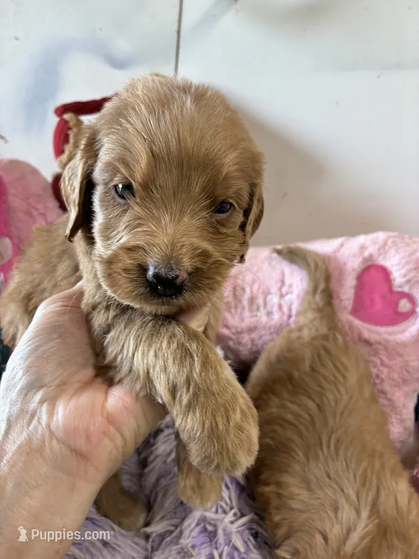 Archie  – Goldendoodle puppy for sale in Concordia, KS