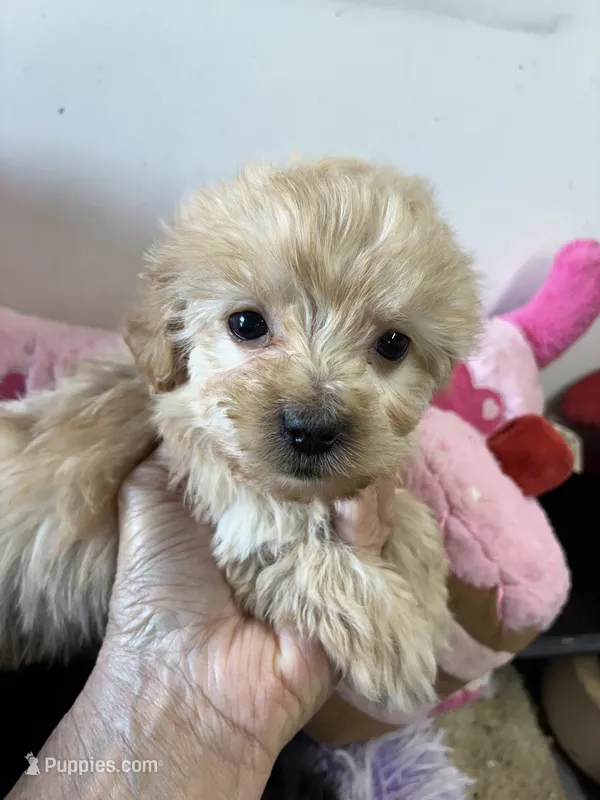 Ready to go Peaches  – Shihpoo, Poodle - Toy  puppy for sale in Concordia, KS