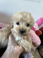 Ready to go Peaches , a female Shihpoo and Poodle - Toy  for sale in Concordia, KS – 1 of 4