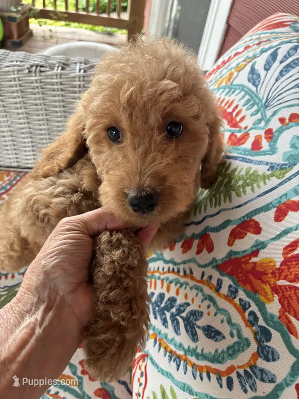 Sweet Summer  – Goldendoodle puppy for sale in Concordia, KS