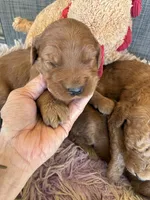 Colby, a male Goldendoodle for sale in Concordia, KS – 2 of 7