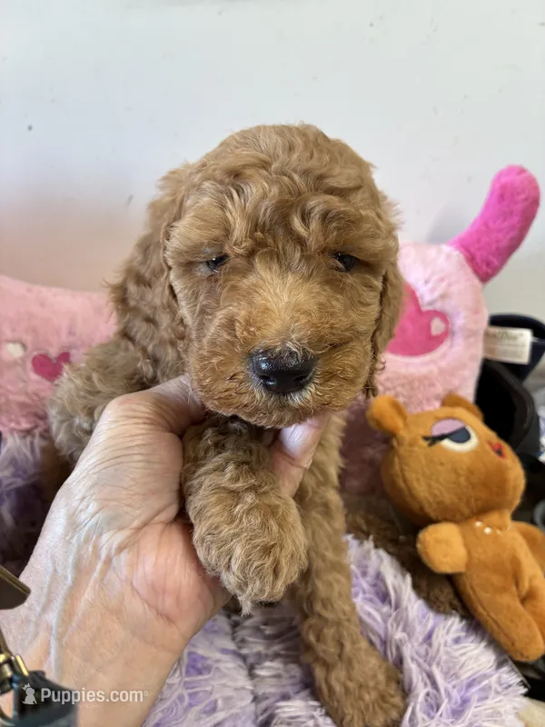 Sheyanne – Goldendoodle puppy for sale in Concordia, KS