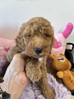 Sheyanne, a female Goldendoodle for sale in Concordia, KS – 1 of 4