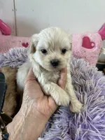 Snow White, a female Shihpoo for sale in Concordia, KS – 3 of 5
