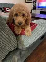 Nellie , a female Goldendoodle for sale in Concordia, KS – 2 of 3