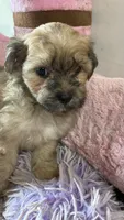 Snickerdoodle , a female Shihpoo for sale in Concordia, KS – 4 of 9