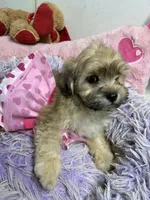 Sophie , a female Shihpoo for sale in Concordia, KS – 4 of 7