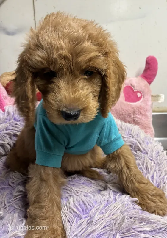 Rudy – Goldendoodle puppy for sale in Concordia, KS