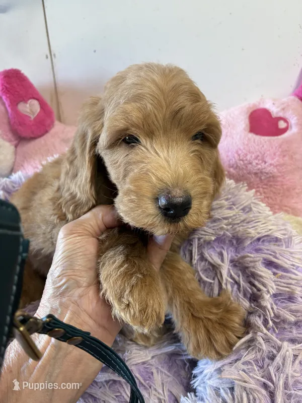 Beau  – Goldendoodle puppy for sale in Concordia, KS