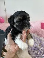 Candy , a female Shihpoo for sale in Concordia, KS – 6 of 6