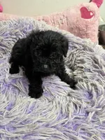 Bella, a female Yorkipoo for sale in Concordia, KS – 1 of 6