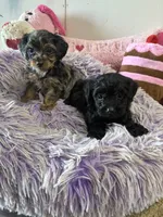 Bella, a female Yorkipoo for sale in Concordia, KS – 7 of 8