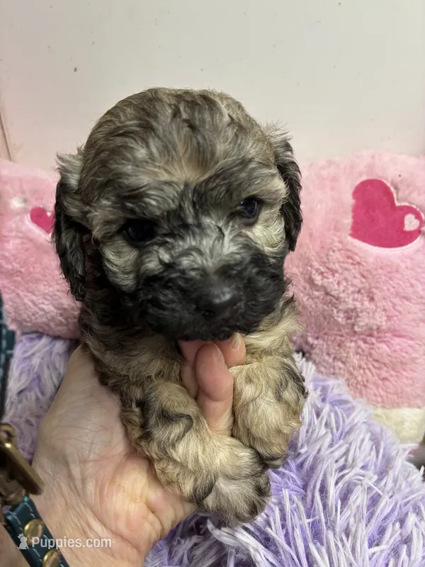 Beau – Shihpoo, Shorkie puppy for sale in Concordia, KS