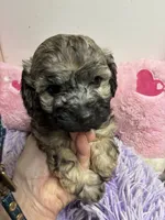 Beau, a male Shihpoo and Shorkie for sale in Concordia, KS – 1 of 3