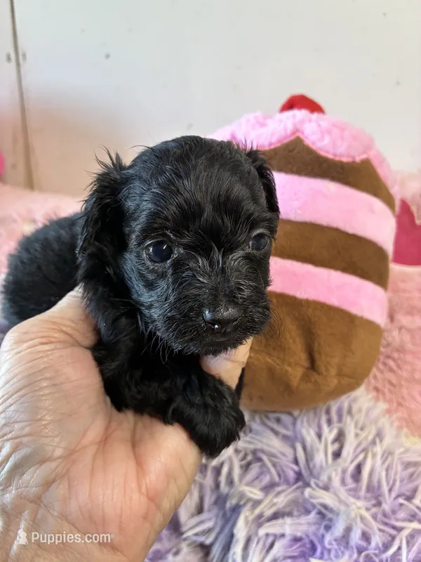 Ariel – Yorkipoo puppy for sale in Concordia, KS