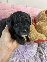 Koko, a male Shihpoo for sale in Concordia, KS – 5 of 8