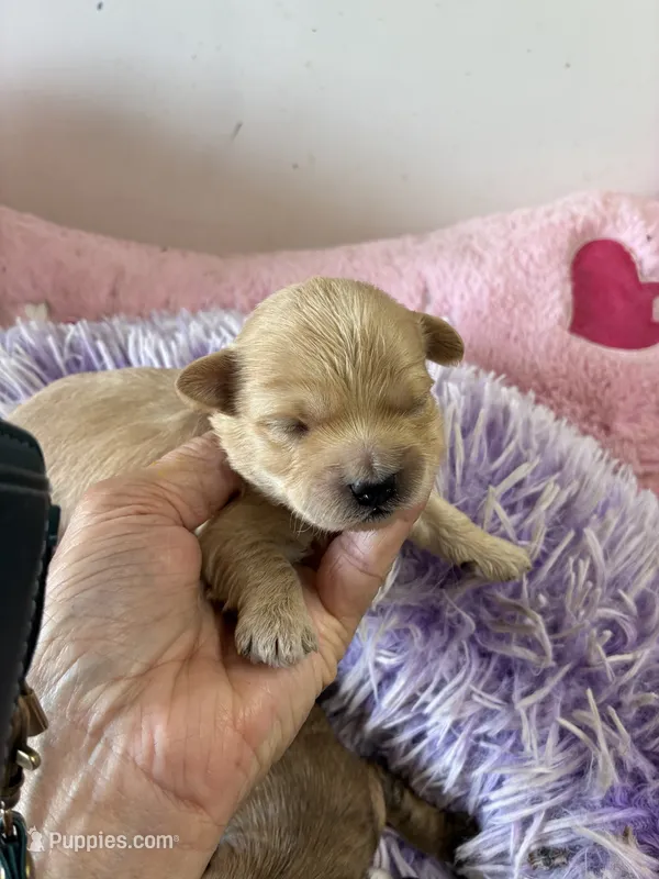 Benjy – Shihpoo, Shorkie puppy for sale in Concordia, KS
