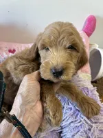 Ready to go Beau , a male Goldendoodle for sale in Concordia, KS – 2 of 4