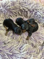 Ariel, a female Yorkipoo for sale in Concordia, KS – 5 of 7