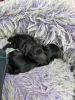 Angel , a female Yorkipoo for sale in Concordia, KS – 6 of 7