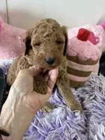 Gigi, a female Goldendoodle for sale in Concordia, KS – 3 of 8