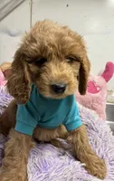 Rudy, a male Goldendoodle for sale in Concordia, KS – 2 of 4