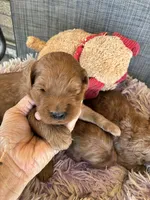 Colby, a male Goldendoodle for sale in Concordia, KS – 3 of 7