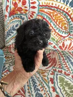 Bella, a female Yorkipoo for sale in Concordia, KS – 3 of 6