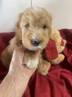 Opie, a male Goldendoodle for sale in Concordia, KS – Photo 7 of 8