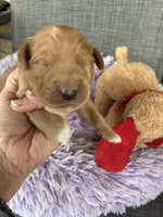 Opie, a male Goldendoodle for sale in Concordia, KS – Photo 2 of 8