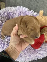 Opie, a male Goldendoodle for sale in Concordia, KS – Photo 3 of 8