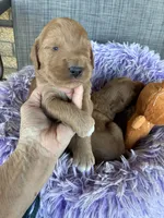 Easter Opie, a male Goldendoodle for sale in Concordia, KS – Photo 3 of 8