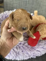 Opie, a male Goldendoodle for sale in Concordia, KS – Photo 4 of 8