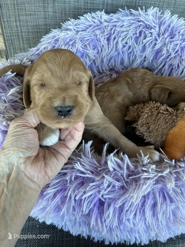 Easter Opie, a male Goldendoodle for sale in Concordia, KS – Photo 1 of 8