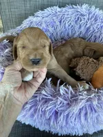 Easter Opie, a male Goldendoodle for sale in Concordia, KS – Photo 1 of 8