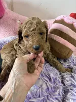 Gigi, a female Goldendoodle for sale in Concordia, KS – 6 of 8