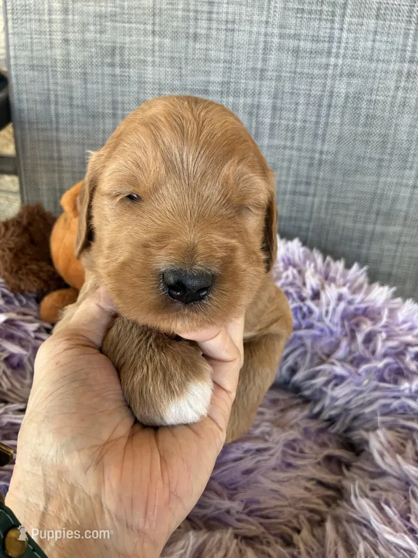 Opie – Goldendoodle puppy for sale in Concordia, KS