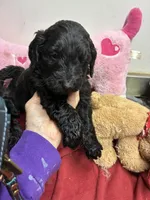 Rocky , a male Goldendoodle for sale in Concordia, KS – Photo 2 of 4