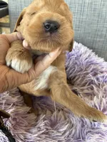 Opie, a male Goldendoodle for sale in Concordia, KS – Photo 2 of 6