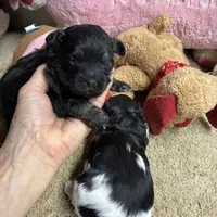 April Toby, a male Shihpoo and Shorkie for sale in Concordia, KS – Photo 5 of 6