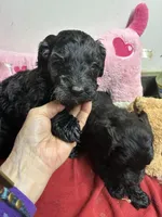 Rocky , a male Goldendoodle for sale in Concordia, KS – Photo 1 of 4