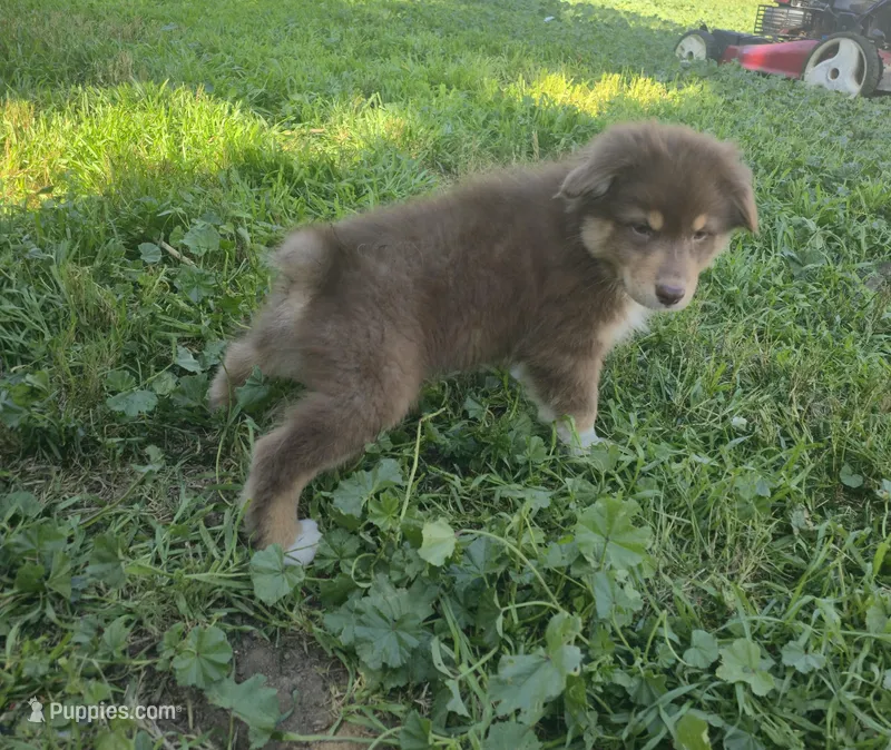 Atlas, a male Australian Shepherd for sale in Riverside, CA – Photo 1 of 1