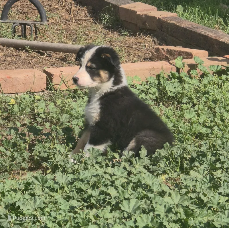 Suki, a female Australian Shepherd for sale in Riverside, CA – Photo 1 of 3