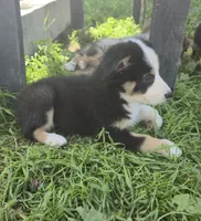 Suki, a female Australian Shepherd for sale in Riverside, CA – Photo 3 of 3