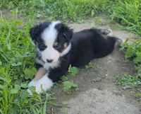 Suki, a female Australian Shepherd for sale in Riverside, CA – Photo 2 of 3