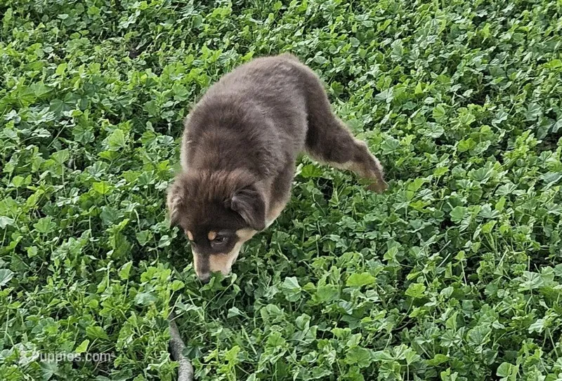 Atlas – Australian Shepherd puppy for sale in Riverside, CA